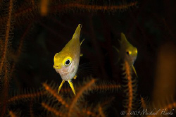 Medium Golden Damsel (Amblyglyphidodon aureus) taken with... by Michael Henke 